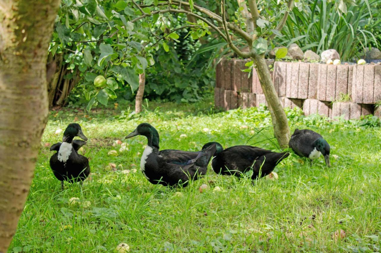 Ferienwohnungen Auf Dem Pommernhof Samtens Exterior photo