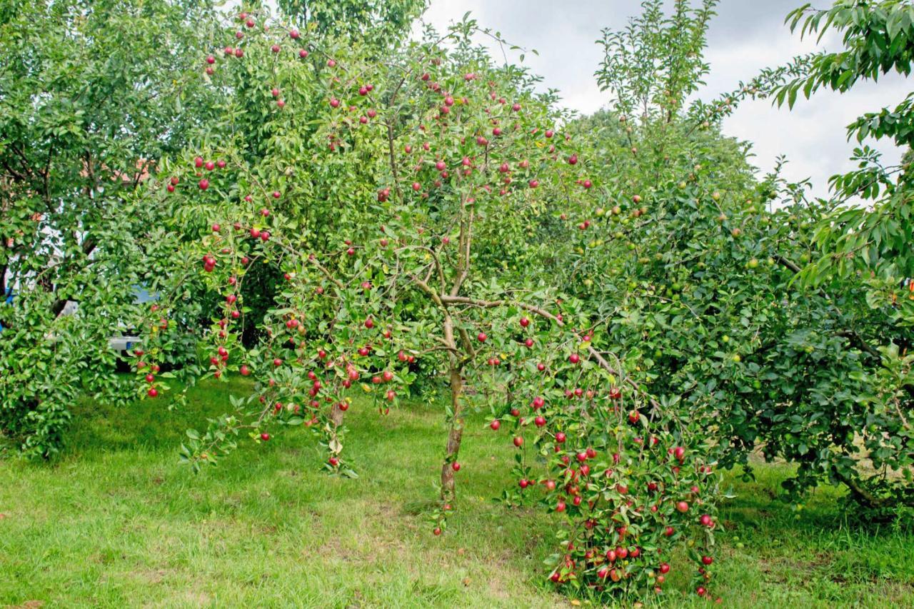 Ferienwohnungen Auf Dem Pommernhof Samtens Exterior photo